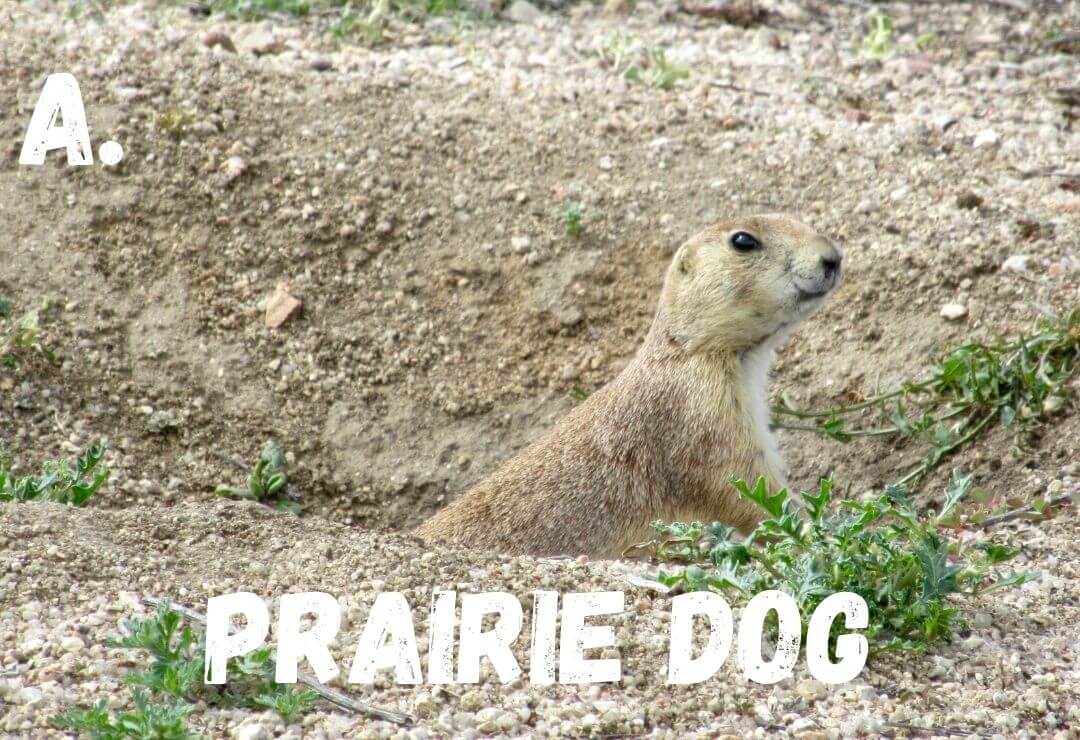 prairie dog sticking its head out of its burrow