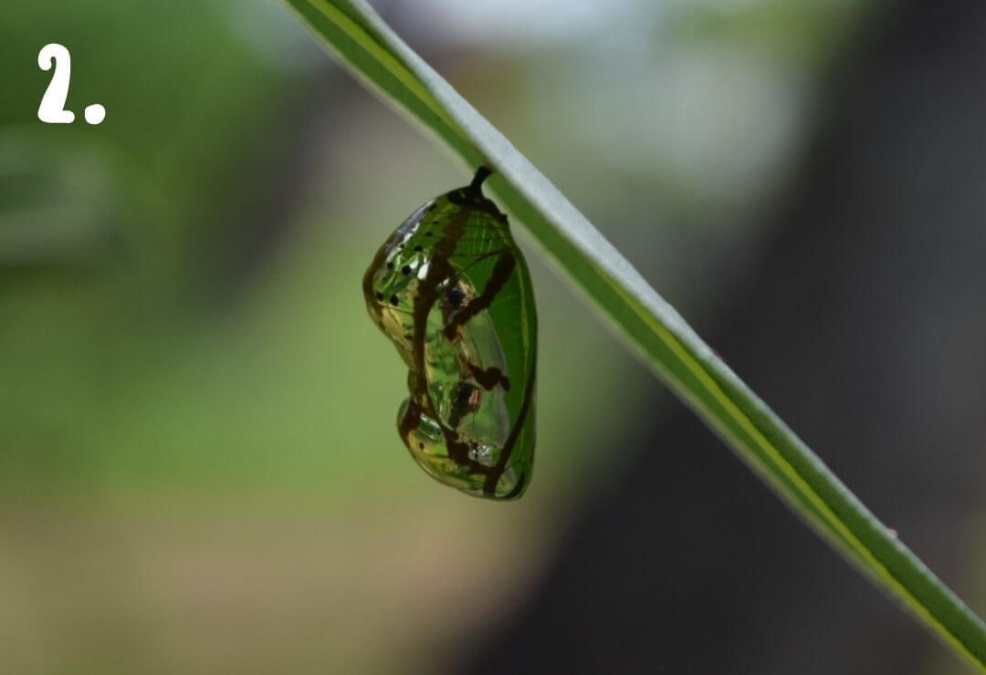 butterfly chrysalis or pupa hanging from a stem