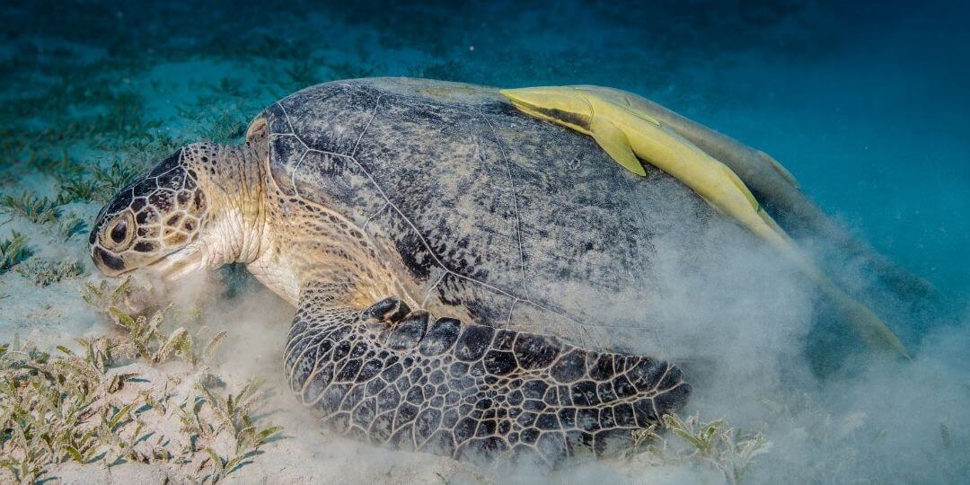 sea turtle feeding on grasses with a large remora stuck to its shell