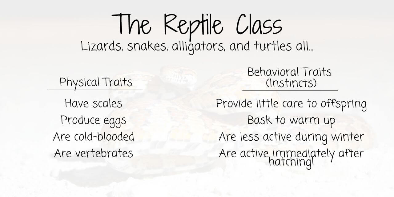 inherited traits shared by reptiles