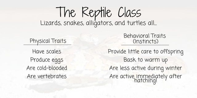 inherited traits of animals