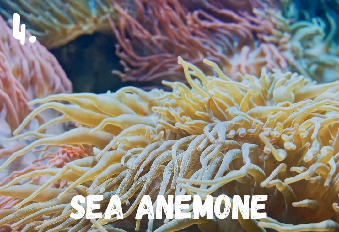 group of sea anemones