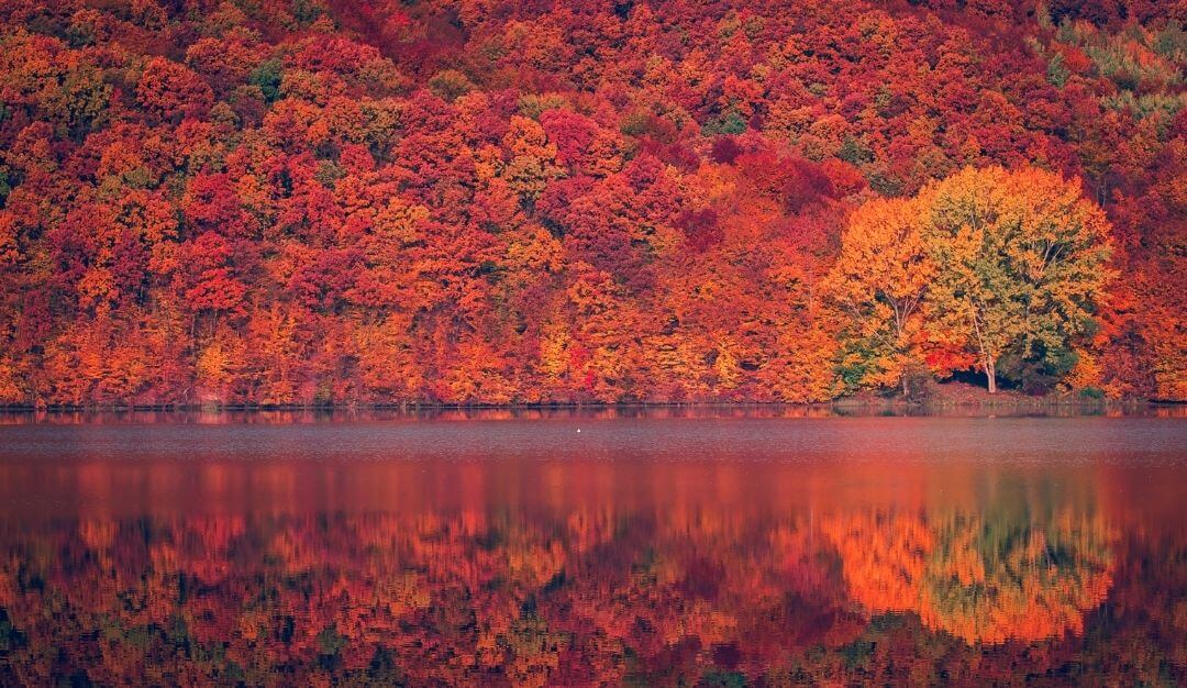 temperate forest in the fall with bright red and orange leaves on  the edge of a lake