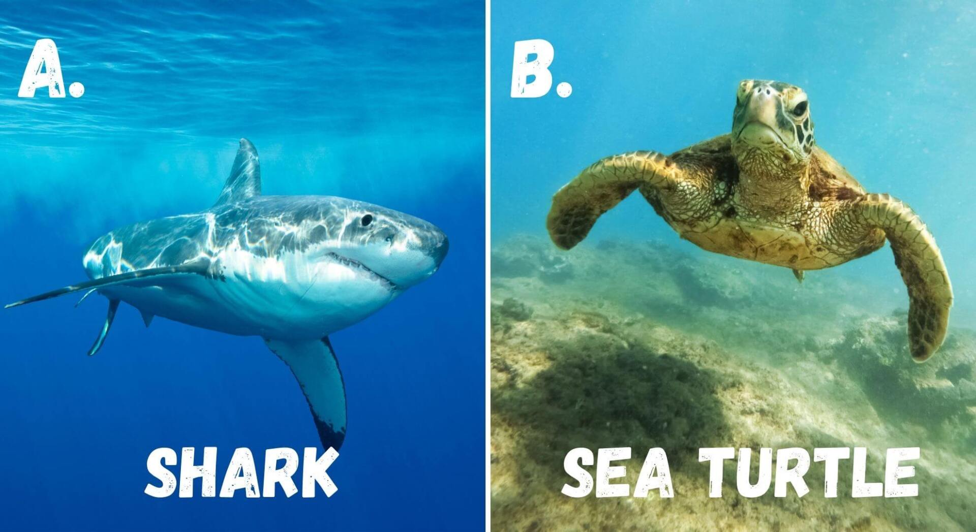 sharks are an apex predator in ocean ecosystems, unlike turtles who are herbivores