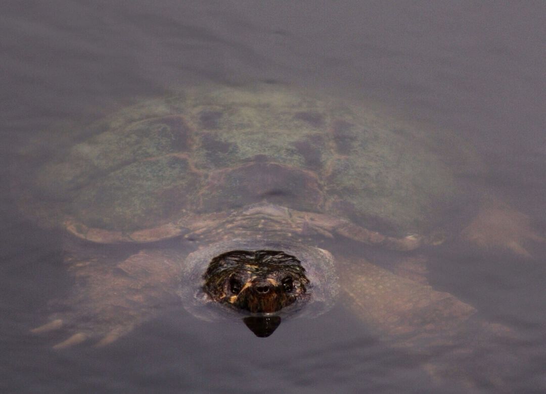 snapping turtle with nose sticking out of water