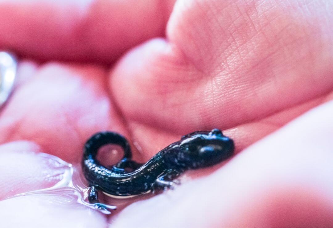 tiny speckled black salamander resting in someone's hand
