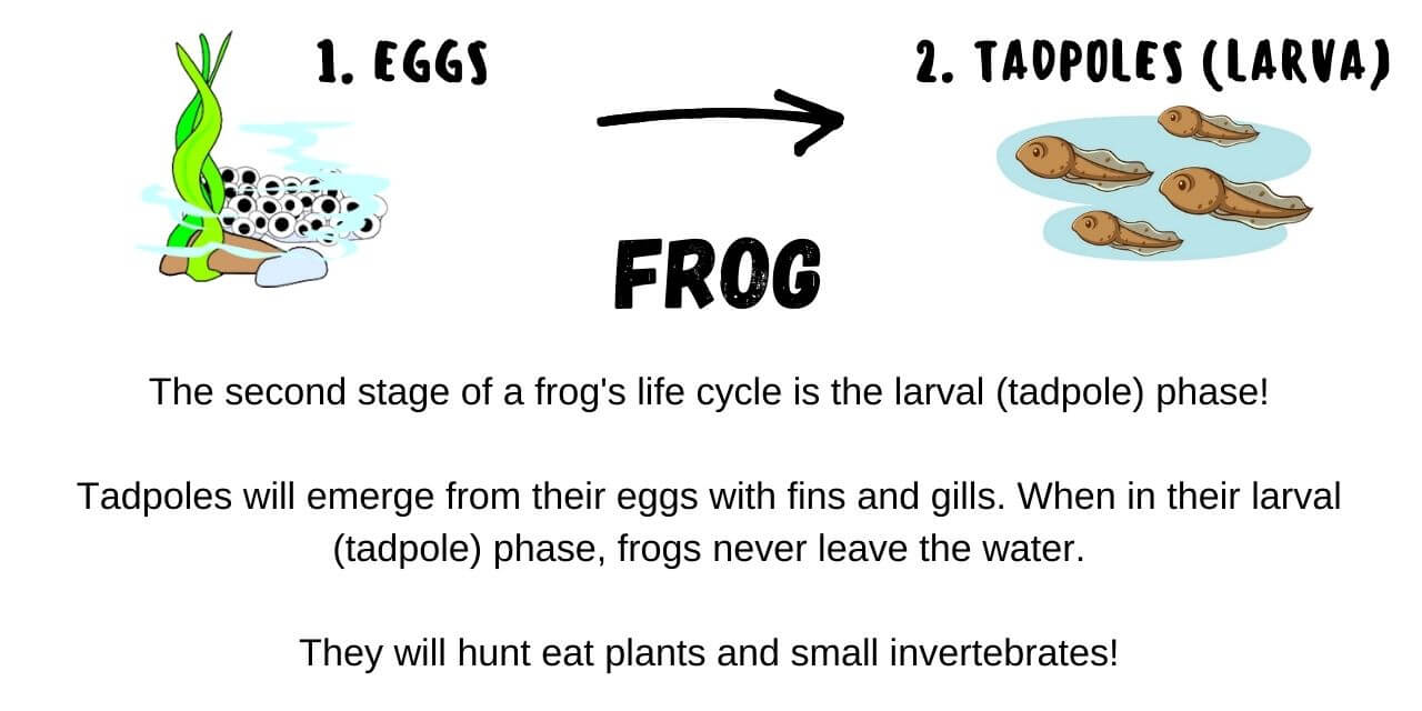 tadpoles are the second phase of a frog's metamorphosis