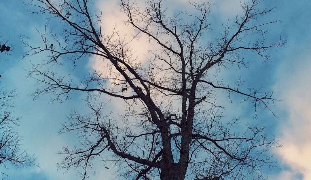 deciduous tree in the winter with no leaves and a blue cloudy sky