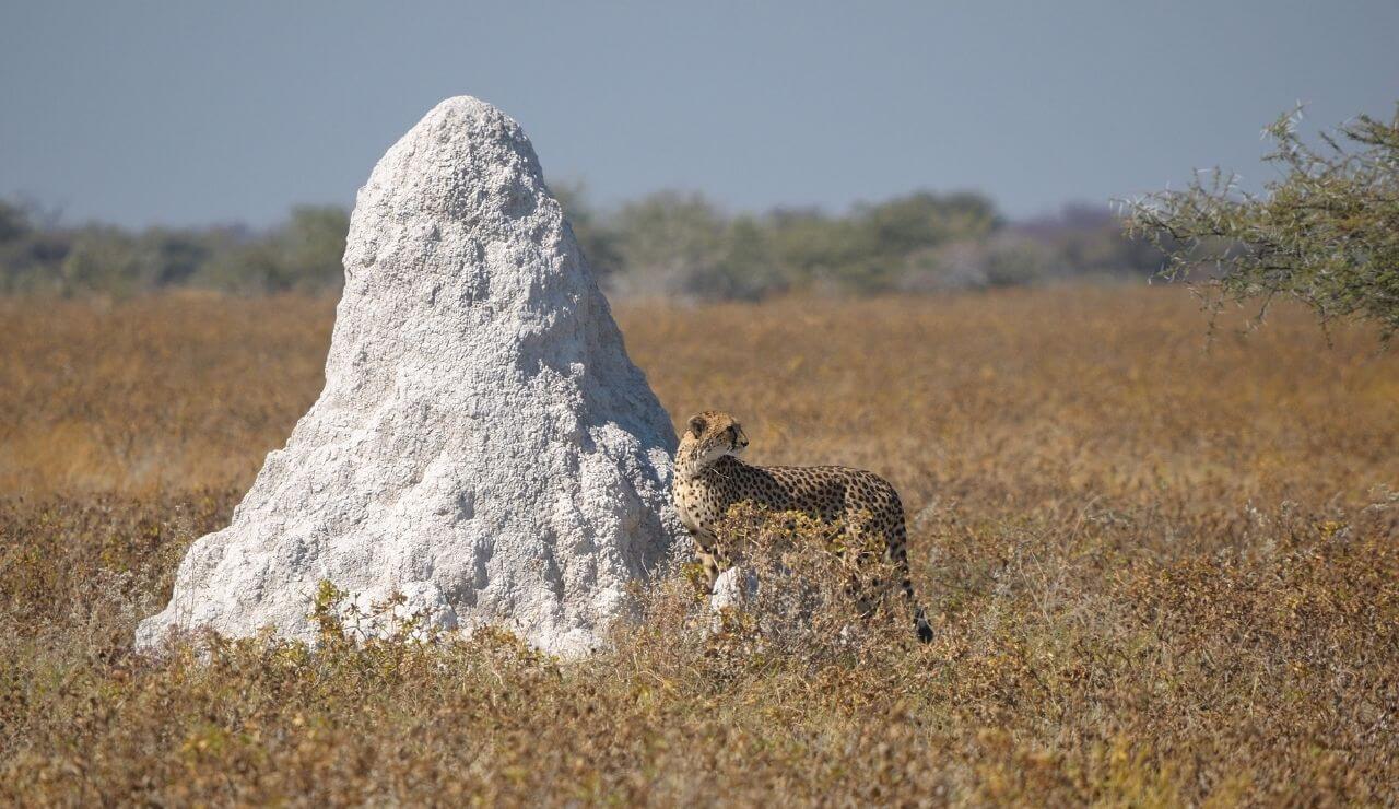 cheetah standing next to a large termite mound on the savanna