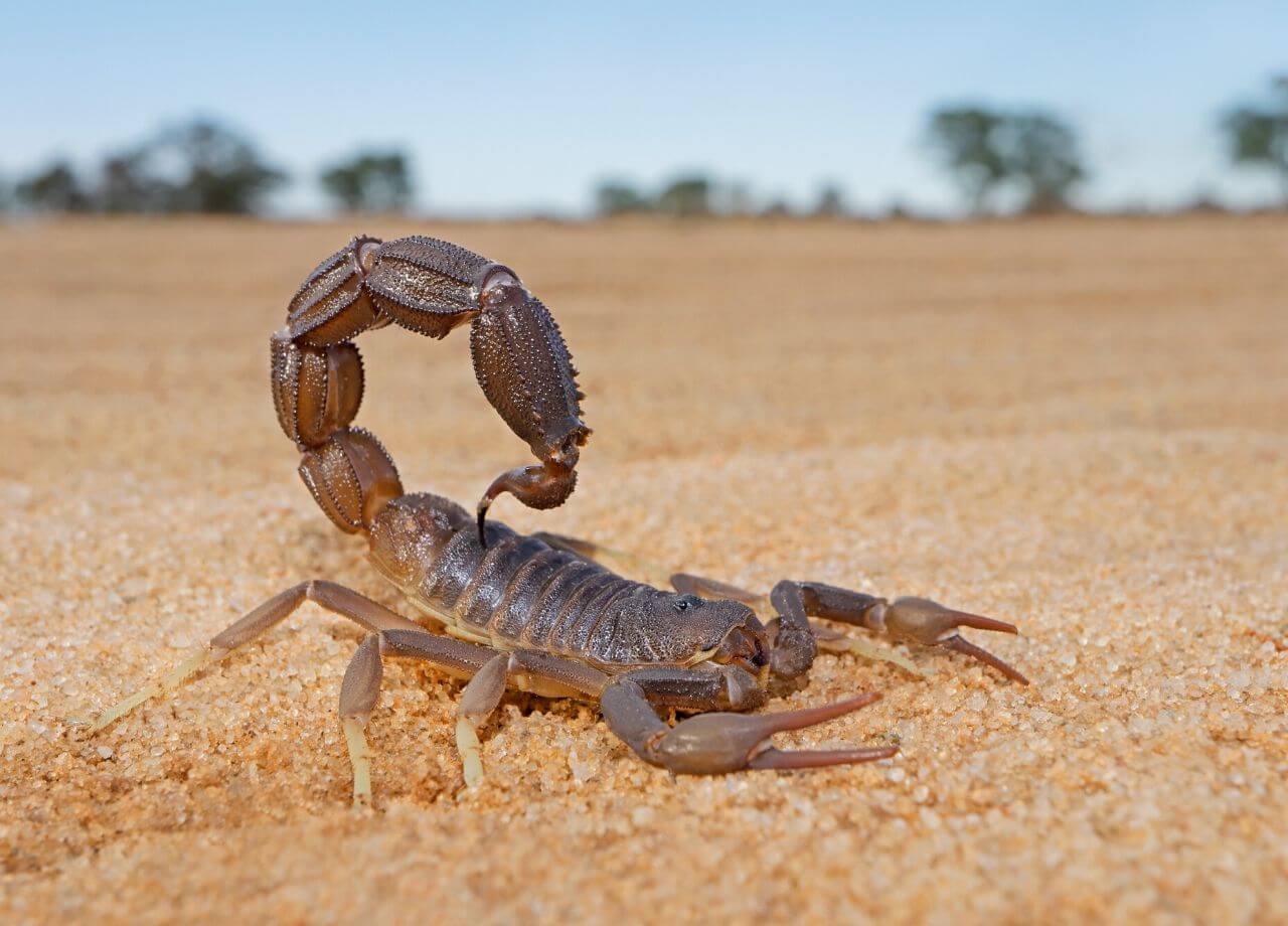 scorpion on the sand with tail and telson raised in defensive posture