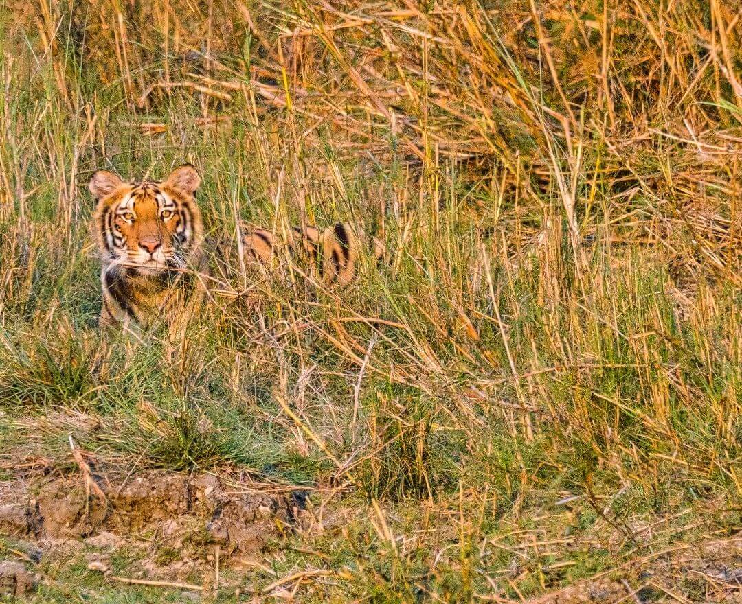 tiger camouflaged in a field of tall, dry grasses looking at the camera