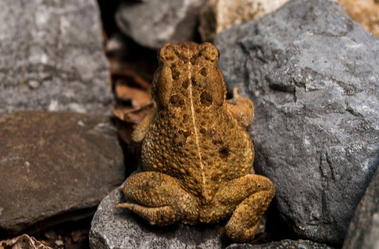 brown/green toad climbing up rocks