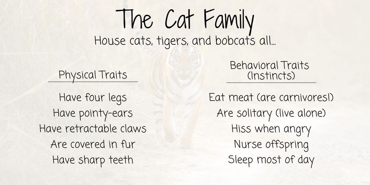 inherited traits shared by the cat family