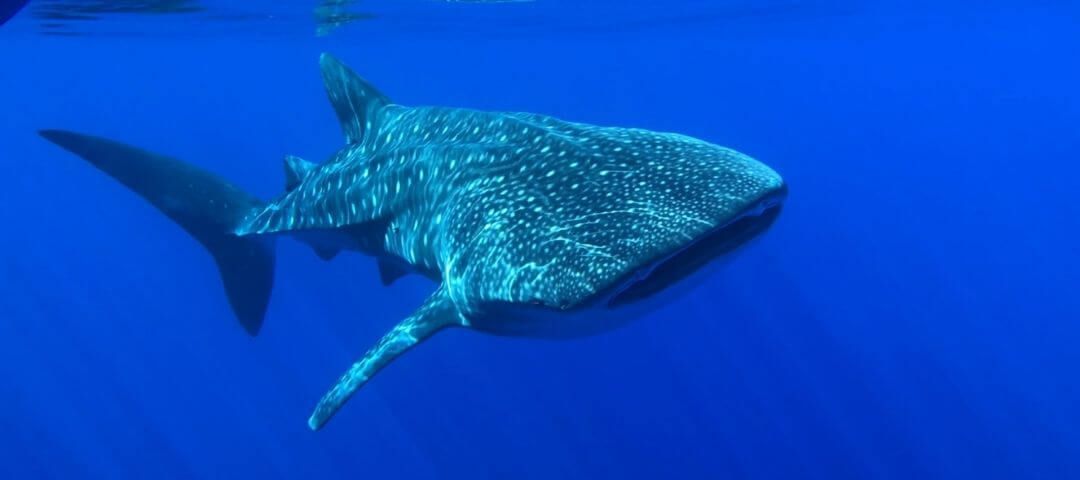whale shark swimming through the open ocean