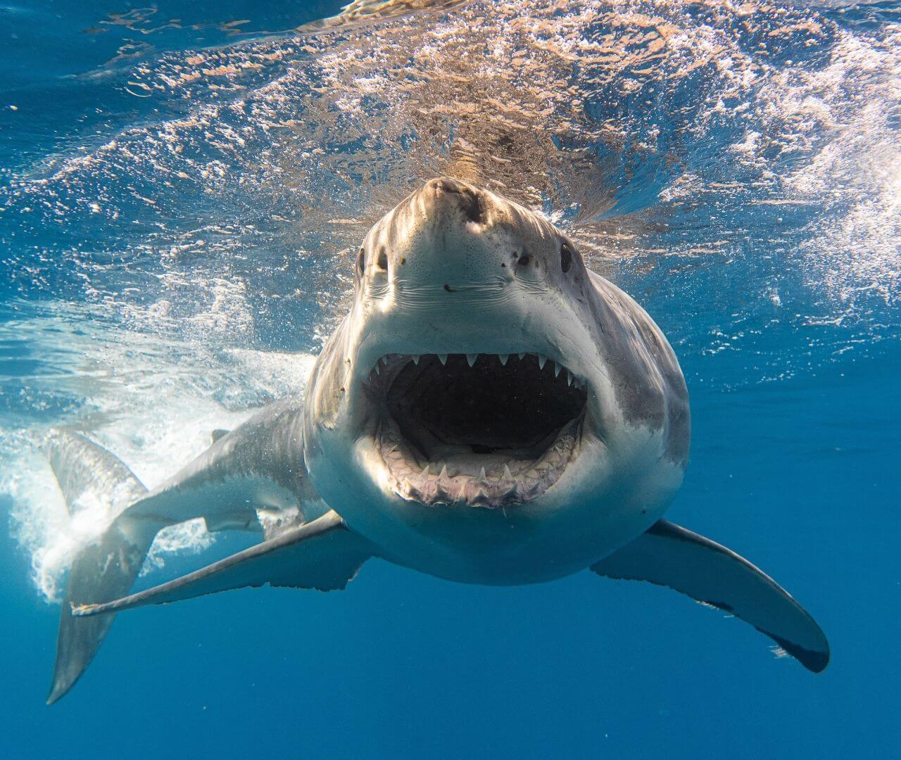 Whale Shark | Rhincodon typus