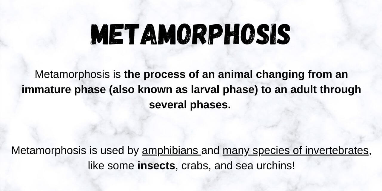 metamorphosis is the process of an animal changing between life phases