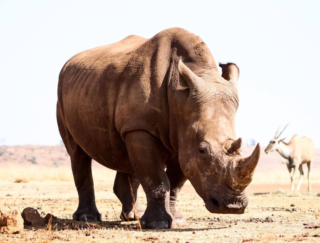 Northern White Rhinoceros Conservation