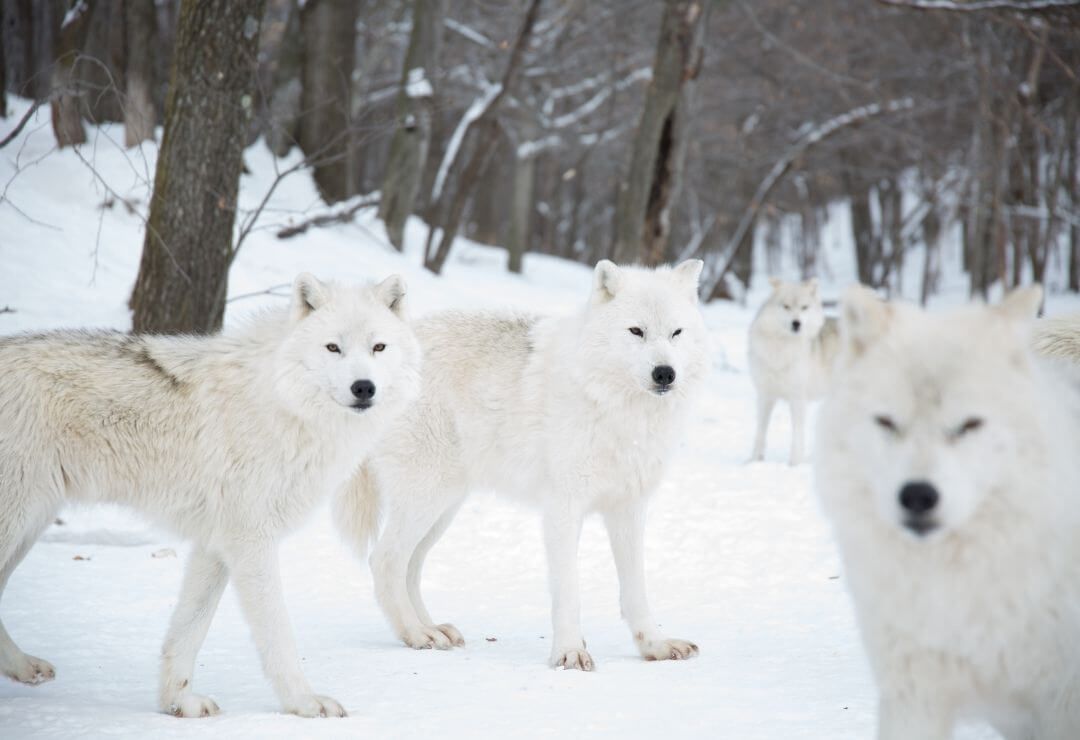 white wolves standing in the snow