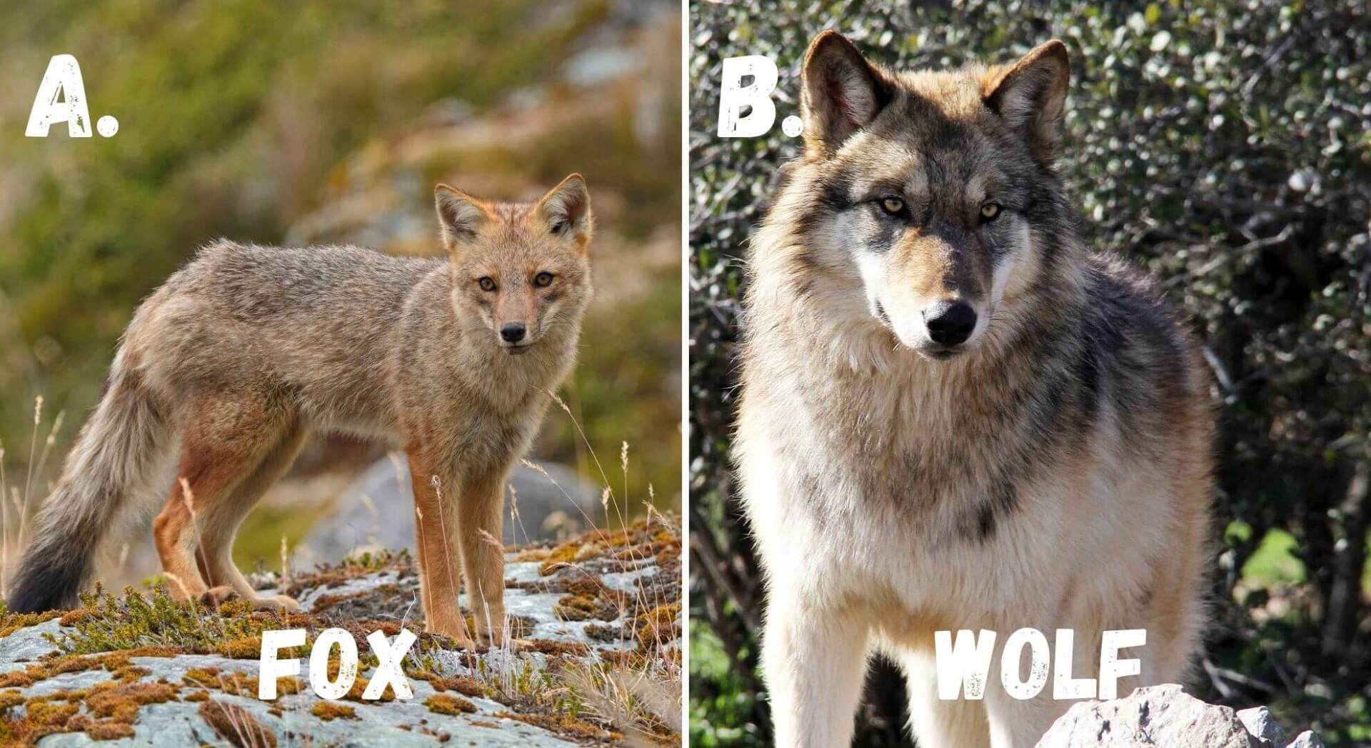 wolves are the apex predator in many temperate ecosystem. Foxes are predators but can be prey for larger predators like wolves.