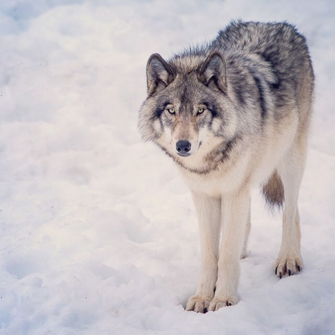 lone gray wolf standing in the snow