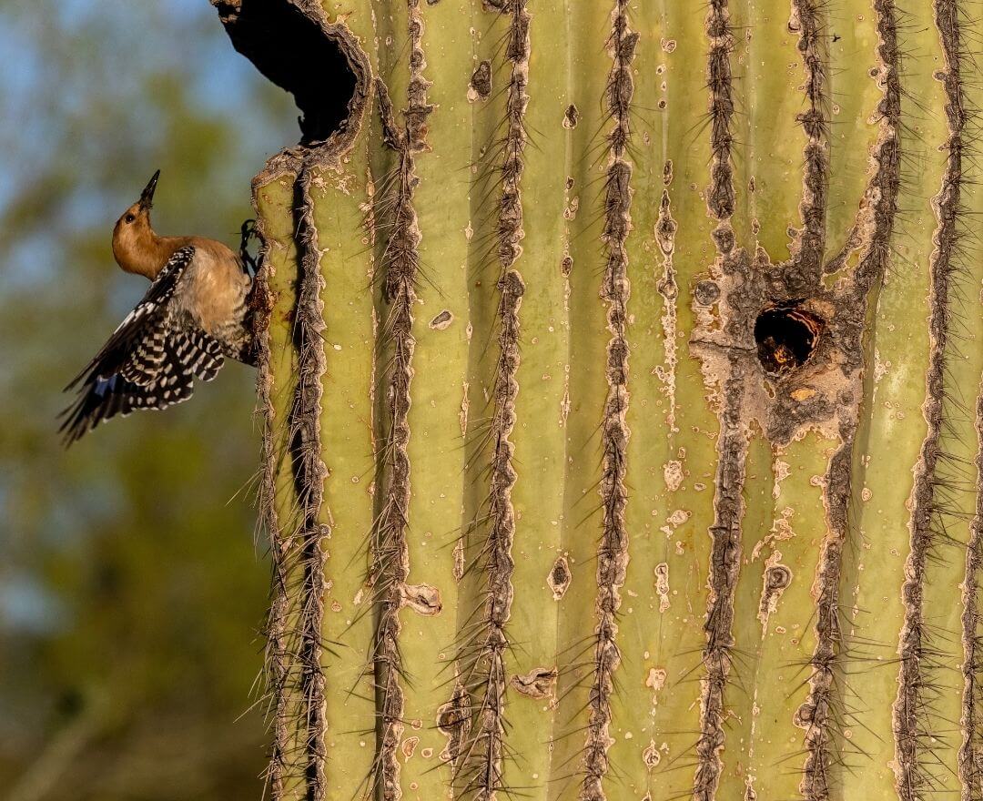 gila woodpecker perched on a saguaro cactus investigating a hole