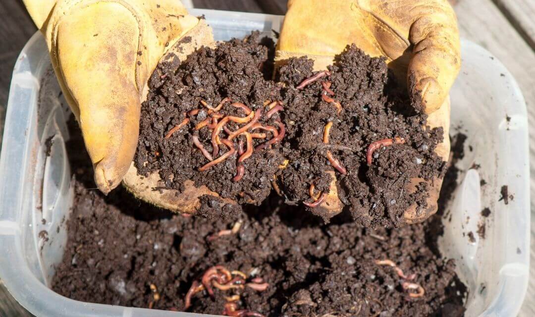 earth worms in a compost bucket
