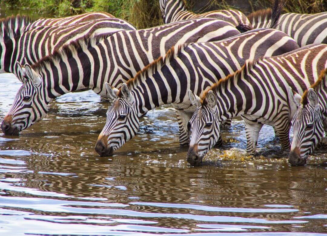 zebra herd drinking from a watering hole