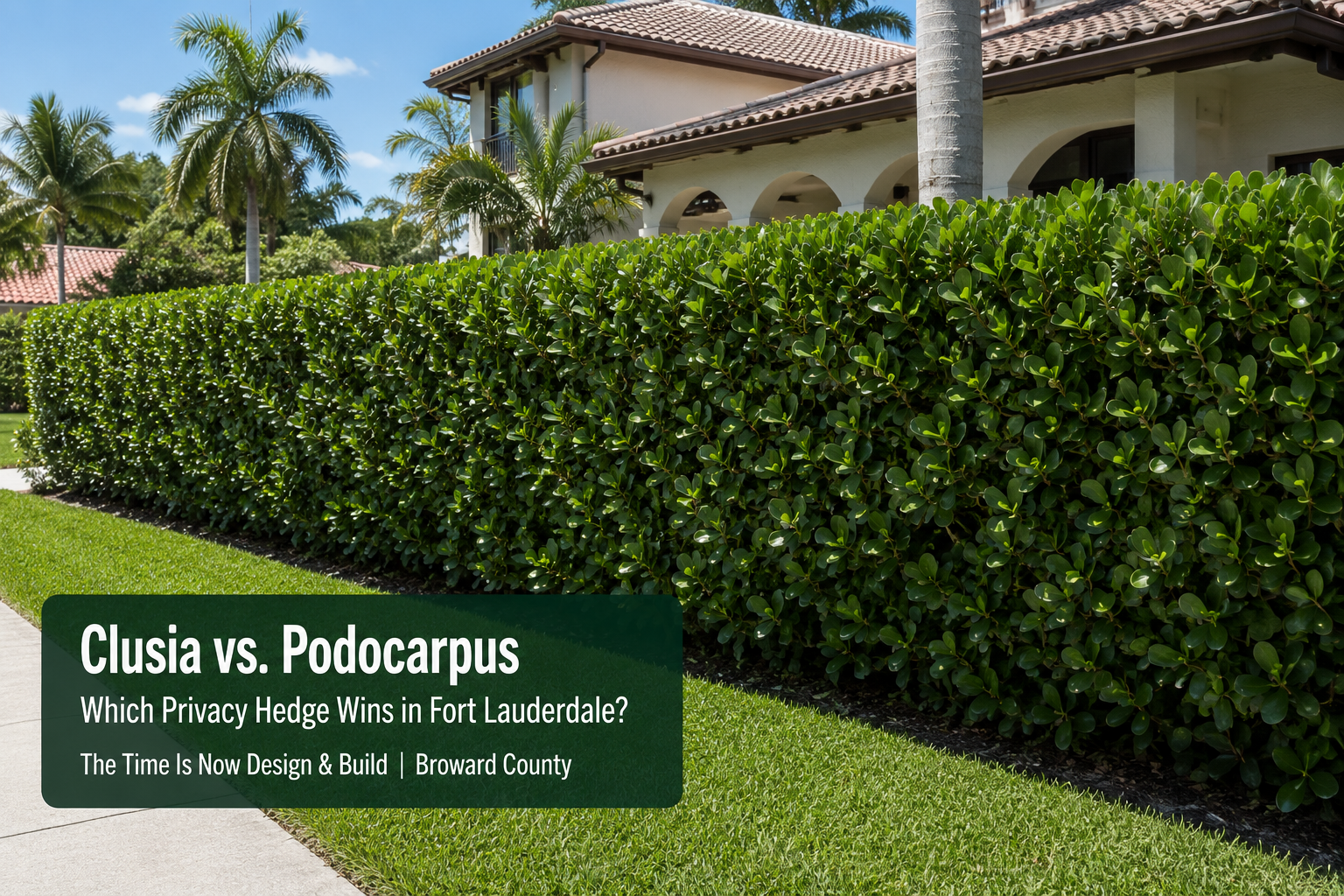 Mature Clusia privacy hedge at a Fort Lauderdale home with article title overlay for Time Is Now Des