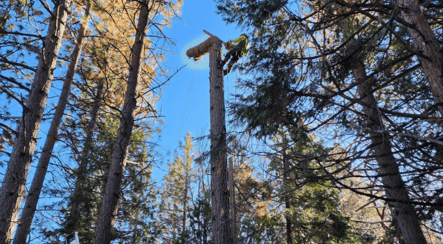 Tree Pruning in Tahoe City, CA