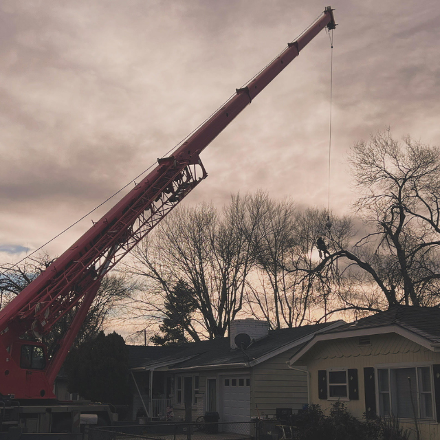 Defensible Space Tree Service in Tahoe Vista, CA