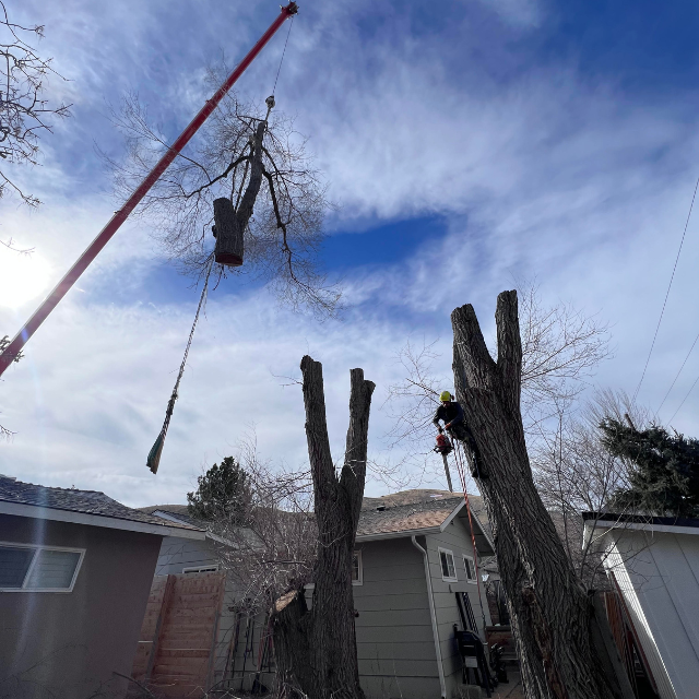 Tree Removal in Tahoe Vista, CA