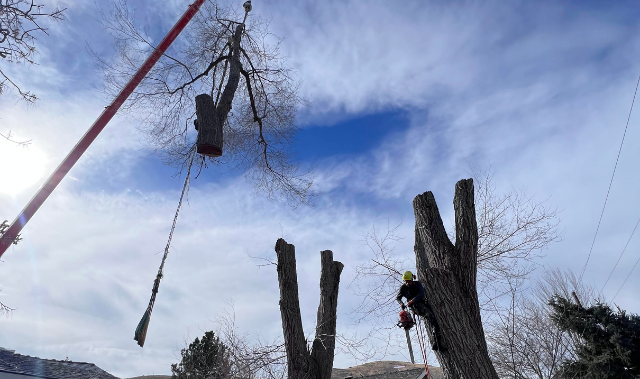 Tree Removal in South Lake Tahoe, CA