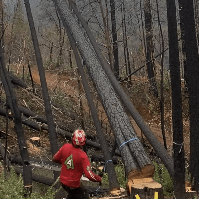 Tree Trimming in Tahoe Vista, CA