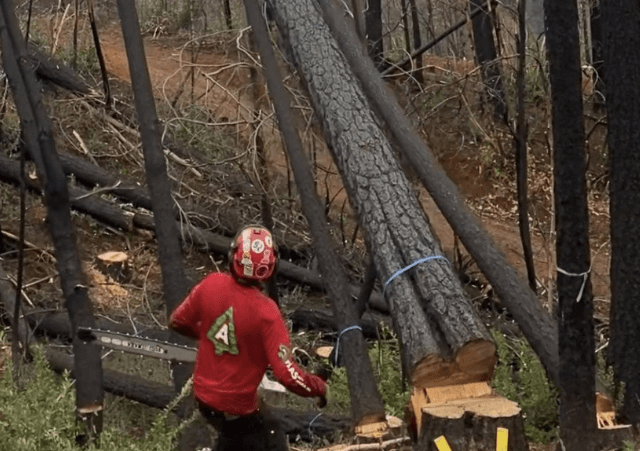 Tree Trimming in Tahoe City, CA