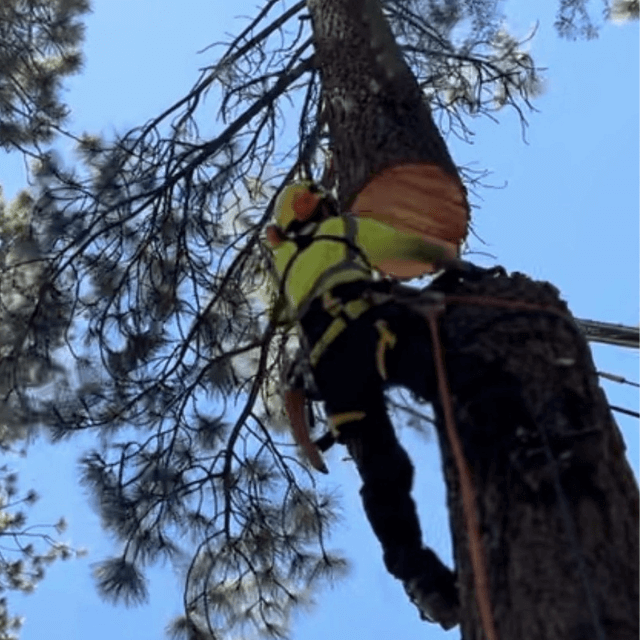 Tree Services in Tahoe Vista, CA