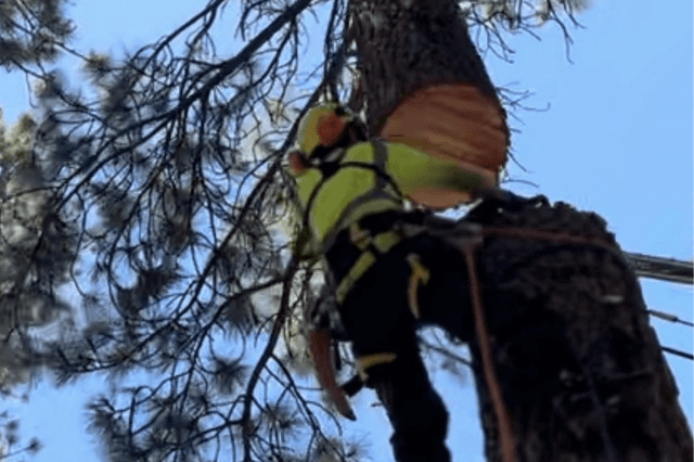 Tree Services in Tahoe City, CA
