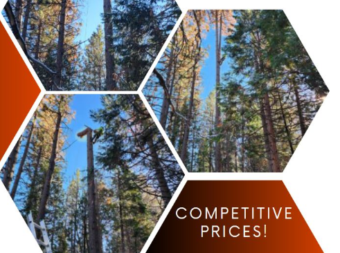 Tahoe Vista Tree Service