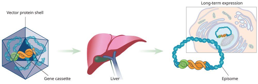 Liver with gene therapy