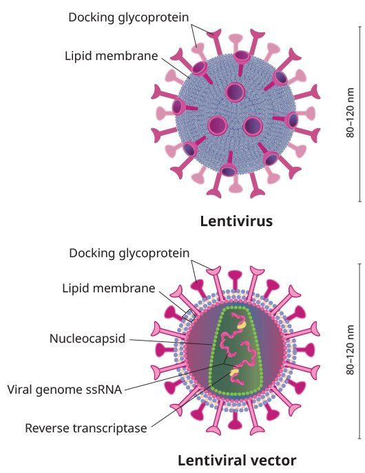Lentivirus & Lentiviral Vector