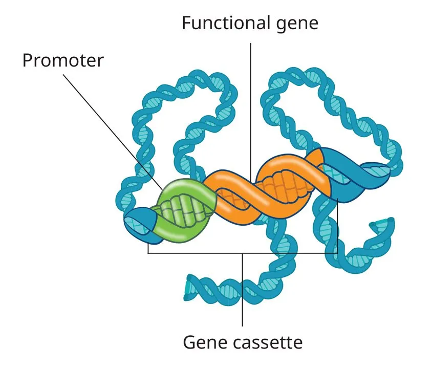 gene cassette containing a functional gene and a promoter