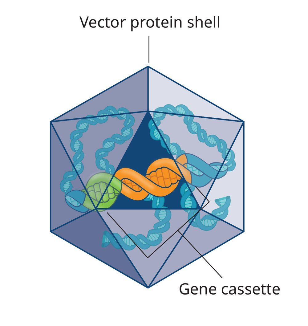 Gene Cassette Inside A Vector Protein Shell