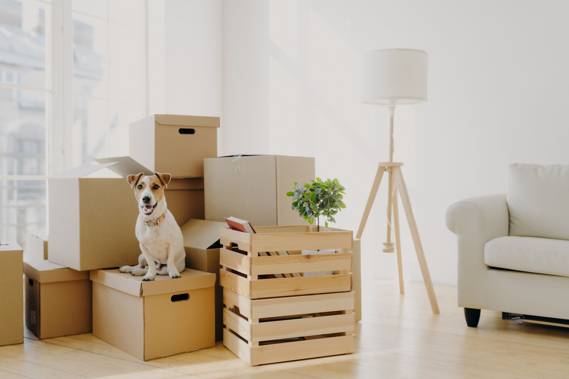 A dog is sitting on top of a pile of cardboard boxes in a living room.