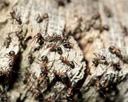 Ants — Pests in Champaign, IL