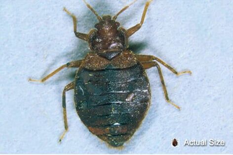 Bed Bug Up-close — Pests in Champaign, IL