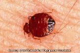 Tiny Bed Bug — Pests in Champaign, IL