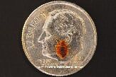 Bed Bug Size Compared to a Coin — Pests in Champaign, IL