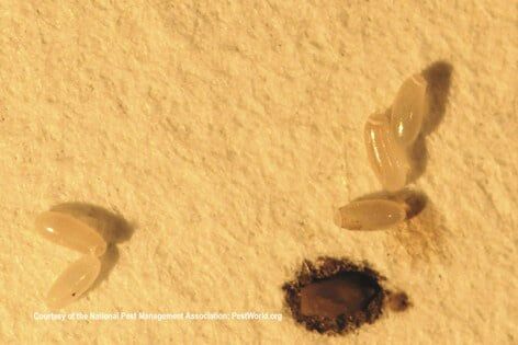 Bed Bug Eggs — Pests in Champaign, IL