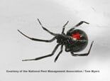 Black Widow Spider — Pests in Champaign, IL