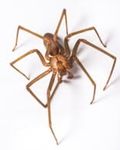Brown Recluse Spider — Pests in Champaign, IL