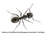 Carpenter Ant — Pests in Champaign, IL